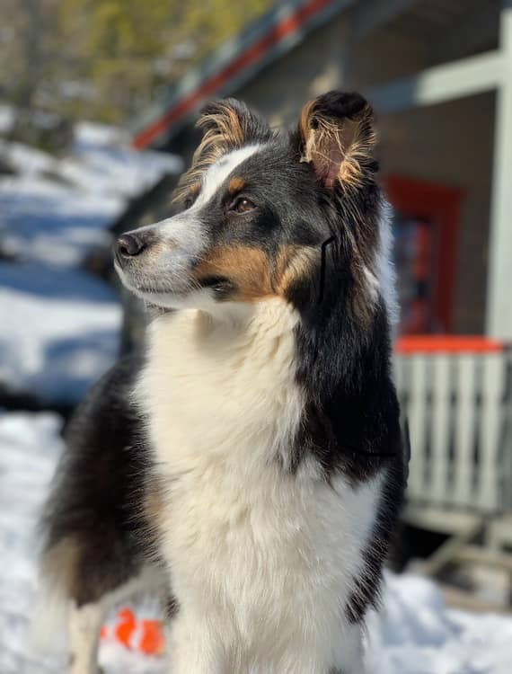 Top 10 smartest dog breeds - Shetland Sheepdog