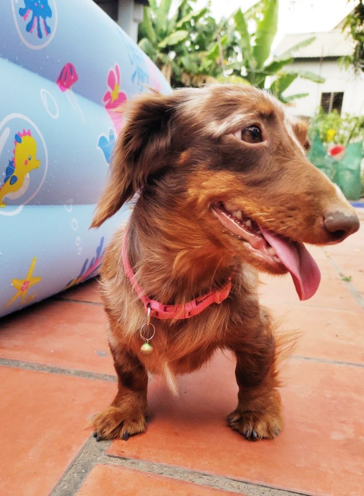 Top 10 Smartest Dog Breeds Are Dachshunds Smart? Dachshund Bonus