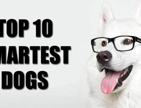 Top 10 Smartest Dog Breeds - Are Dachshunds Smart?